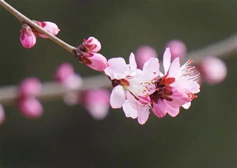 防桃花|如何斩断烂桃花？